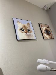 -洗脸猫·洗脸吧