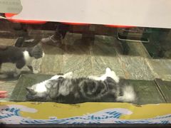 -猫咪博物馆(顶澳仔猫街店)