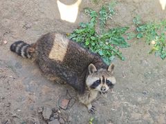 -青藏高原野生动物园