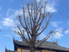 -上海青龙寺