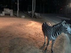-清迈夜间动物园