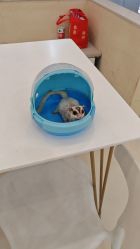 -Moni星球萌宠·小马宝莉·灵蛇·高端高阶全萌宠互动体验俱乐部(红豆国际广场店)