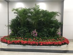 -长沙黄花国际机场-T1航站楼