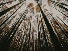 -山王坪喀斯特国家生态公园