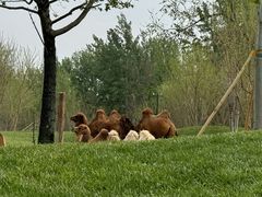 -北京野生动物园