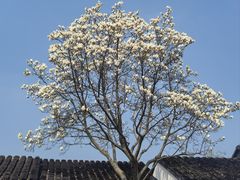 -留园