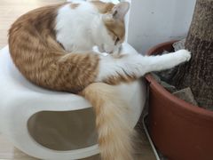 -李小姐の猫咖啡馆(五角场店)