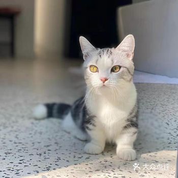 让猫主子流连忘返的猫咪酒店