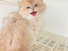 -lincat·猫舍(广州店)