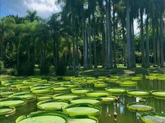 -中国科学院西双版纳热带植物园