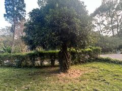-杭州植物园