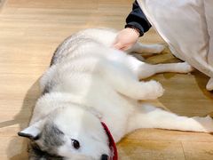 -Husky Go! 哈士奇体验馆·宠物咖啡厅狗咖
