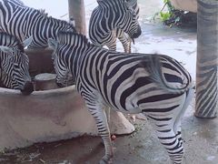 -深圳野生动物园