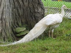 -横道河子东北虎林园
