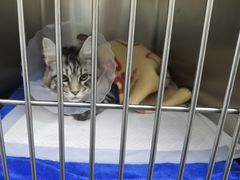 -中农国际动物医院24小时·猫科·骨科·急重症中心