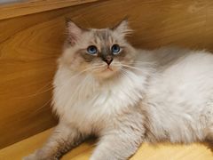 -滚猫咖啡·猫咖·猫友好撸猫(未来城店)