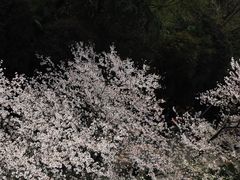 -武汉大学-樱园
