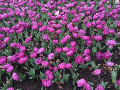 -上海鲜花港