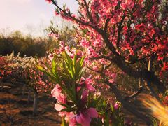 -大兴滨河森林公园