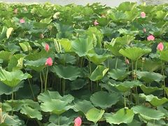 -大兴滨河森林公园