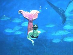 -烟台海昌鲸鲨海洋公园