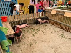 -麻涌飞鸭开心农场