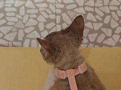 -海底捞火锅(凤凰广场店)