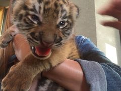 -清迈夜间动物园