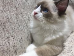 -藏猫猫咖啡主题馆(中央大道店)