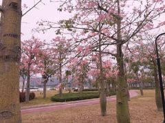 -芒洲湿地公园