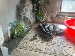 -合肥野生动物园