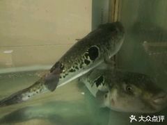 -天正河鲀·河豚亭(大连店)