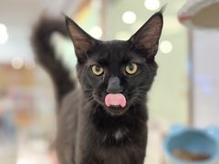 -1013 PET SHOP精品宠物商店(丁香店)