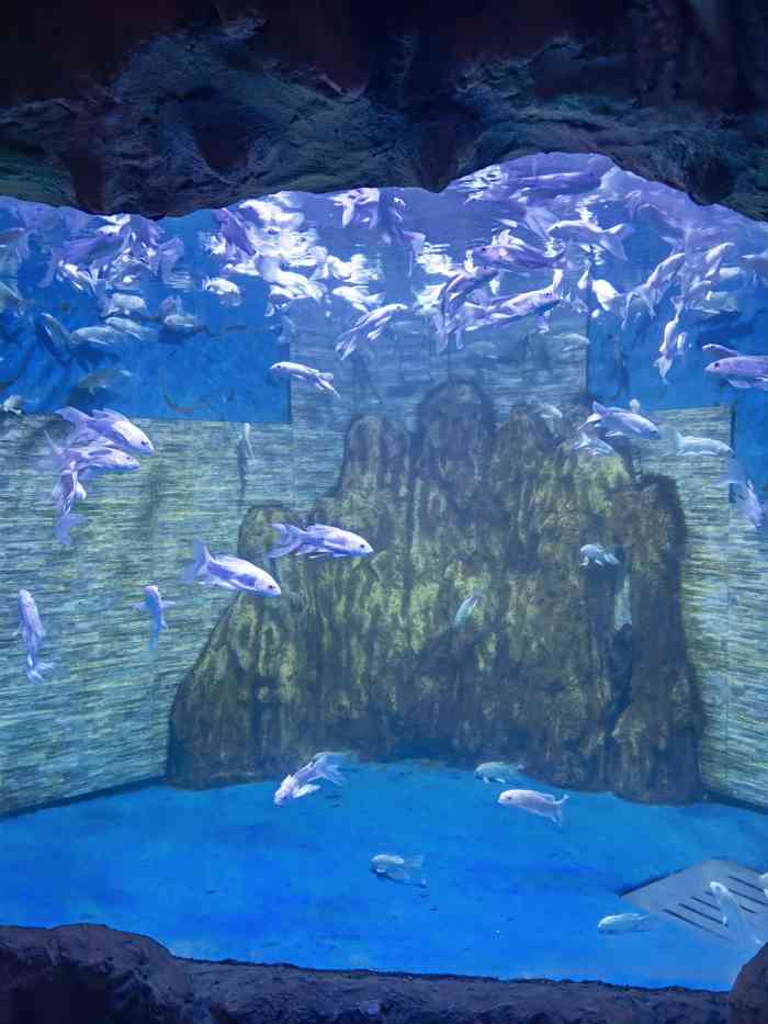 绵阳海洋世界-"周末下了好大的雨～在梅西附近～位置还蛮好.