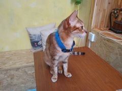 猫-猫色咖啡·猫咖