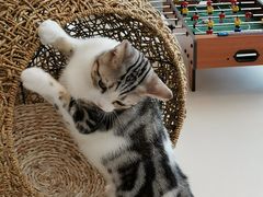 -飞行喵MR PILOT|猫舍·猫咖(静安大融城店)
