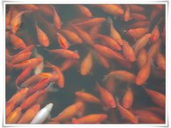 -西湖外事游船(花港观鱼码头)