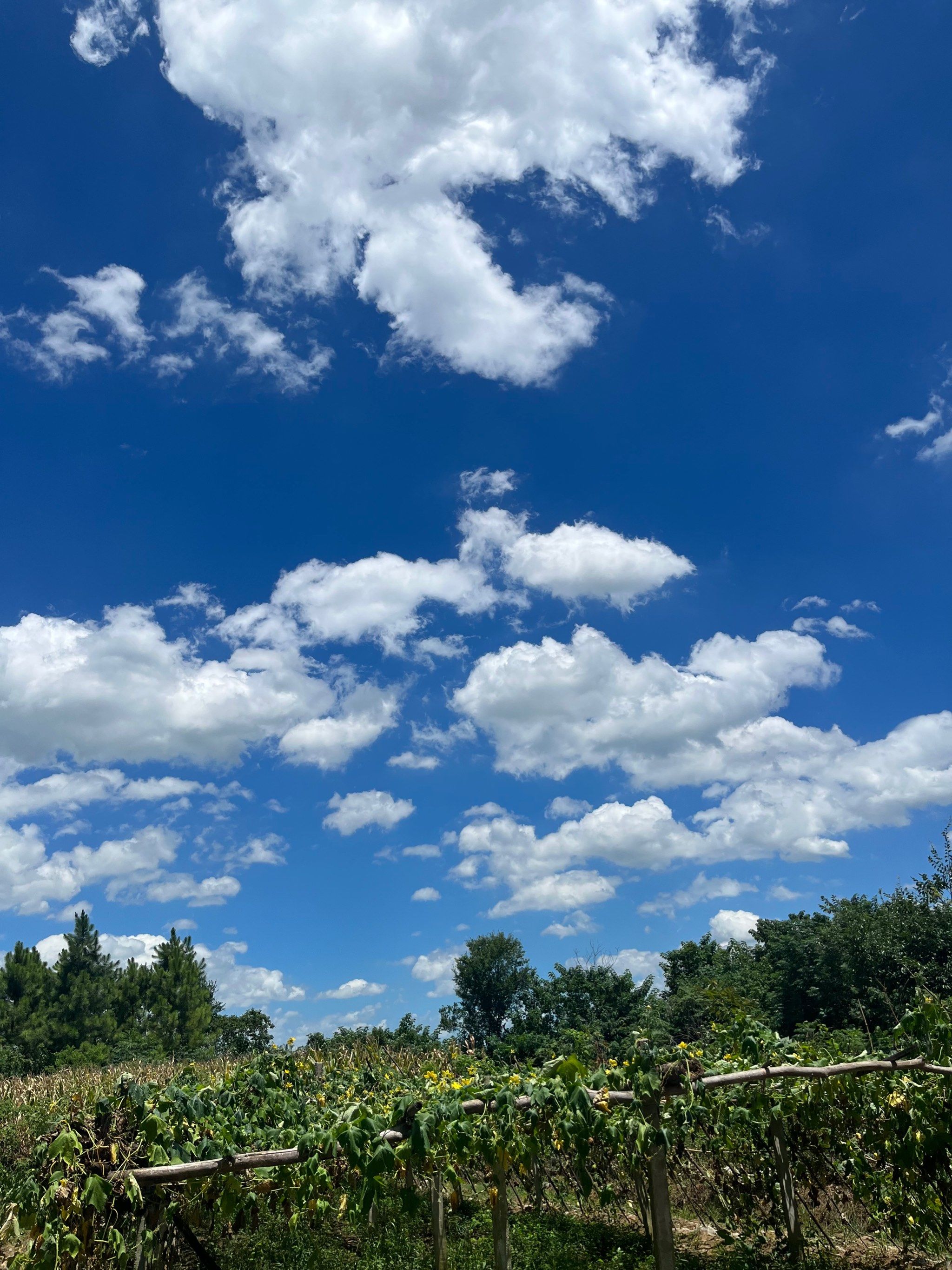 今天的云彩好像画一样