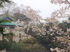 -武汉大学-樱园