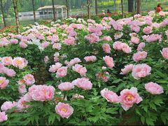 -石家庄市植物园