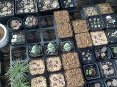 -龙大花卉苗木市场