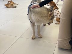 -怪兽屋·羊驼·猫咖·狗咖(俊华广场店)