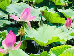 -洪湖生态旅游区