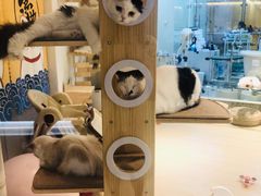 -momokira米努特·德文卷毛猫·棉花面纱犬