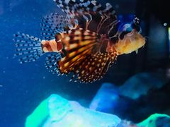 -悉尼海洋生物水族馆