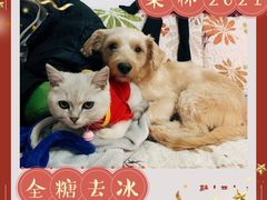 -袖虎宠物(锦绣生态园店)