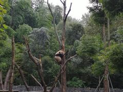 -都江堰中华大熊猫苑