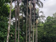 -莲花山公园
