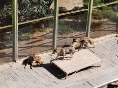 -青藏高原野生动物园