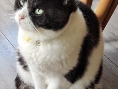 -海边的猫和咖啡馆